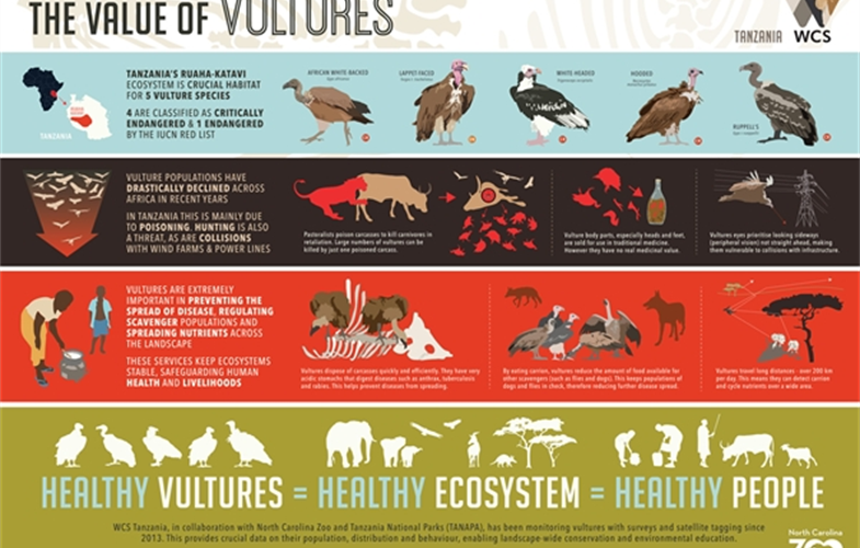 value of vultures graphic created by WCS TZ